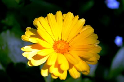 Sunshine