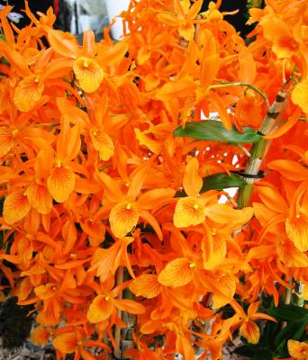 Cor-de-Laranja