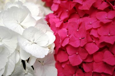 Pink and White