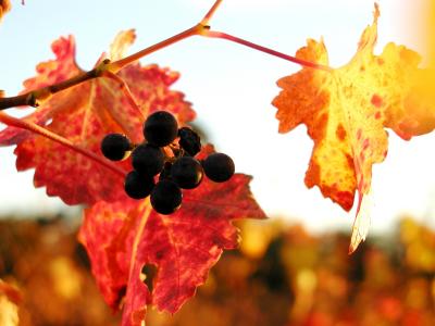 Sonoma