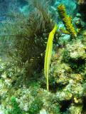 Trumpetfish