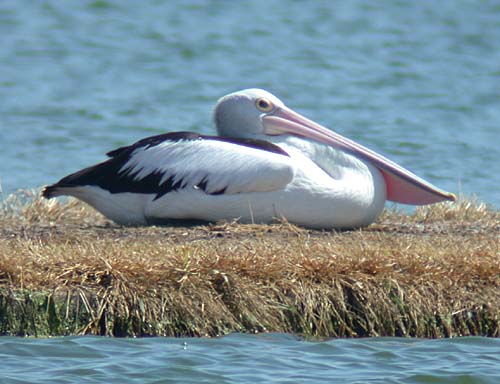 Australian Pelican