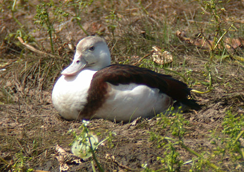 Radjah Shelduck