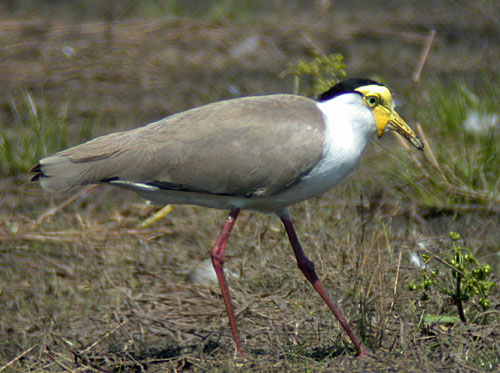 Masked Lapwing