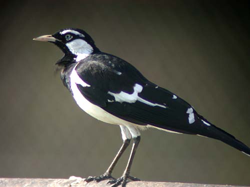 Magpie-lark