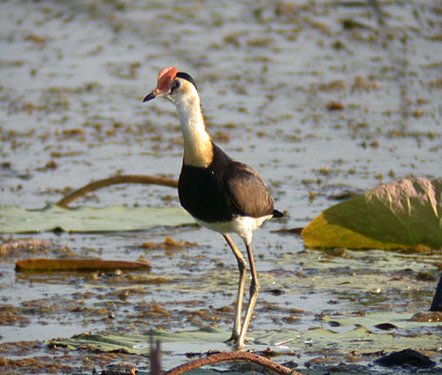 Comb-crested Jacana