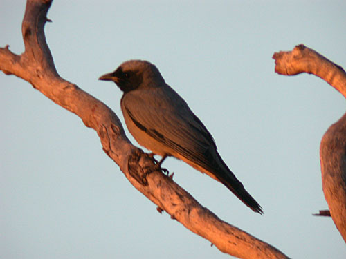 Black-faced Cuckoo-shrike