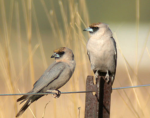 Black-faced Woodswallow