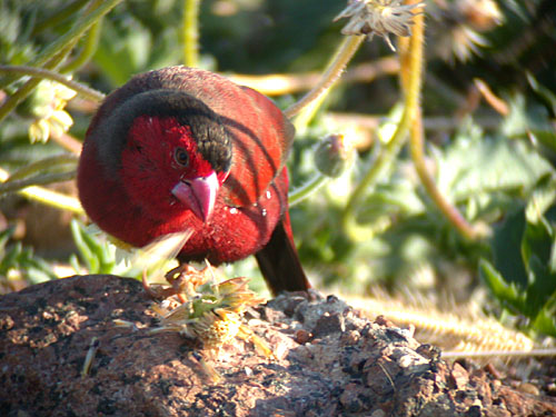 Crimson Finch