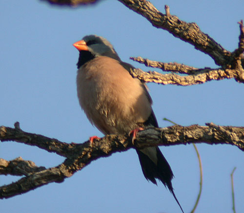 Long-tailed Finch