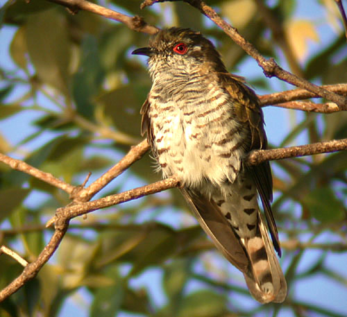 Little Bronze-Cuckoo