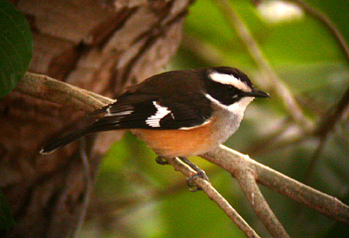 Buff-sided Robin