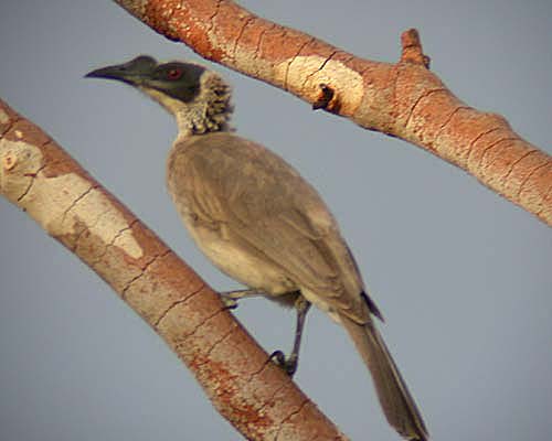 Silver-crowned Friarbird