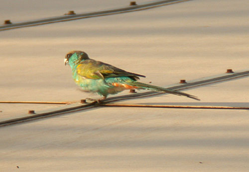 Hooded Parrot