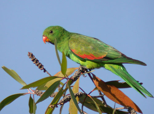 Red-winged Parrot