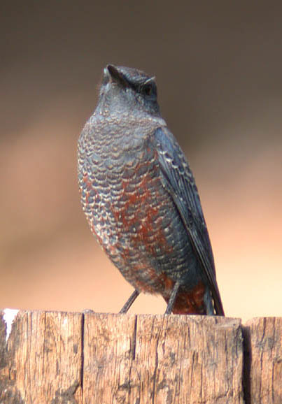 Blue Rock Thrush