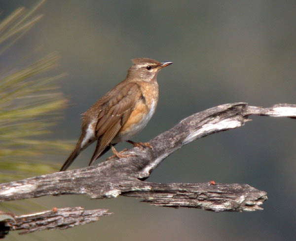 Eye-browed Thrush