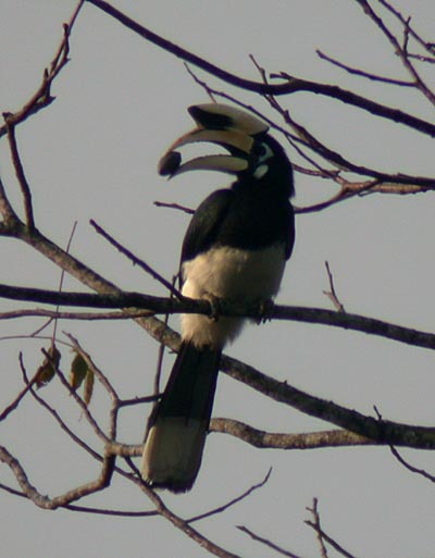  Pied Hornbill, male