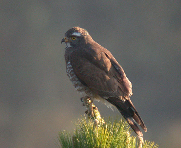 Grey-faced Buzzard