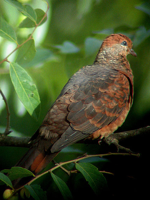 Little Cuckoo Dove