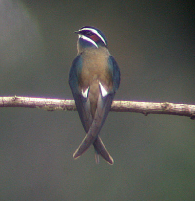 Whiskered Treeswift