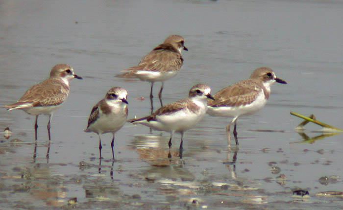 Lesser (Mongolian) and Greater Sand Plover