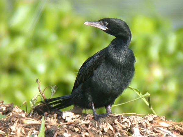 Little Cormorant.