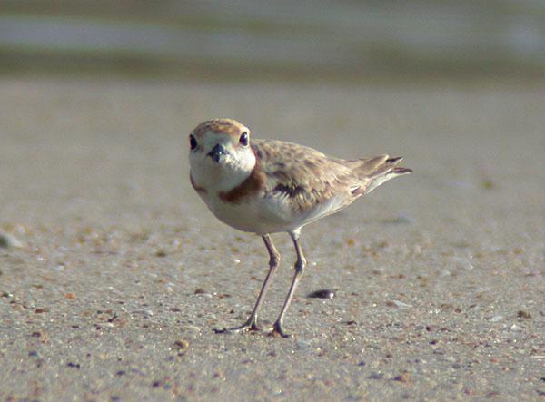 Malaysian Plover, female