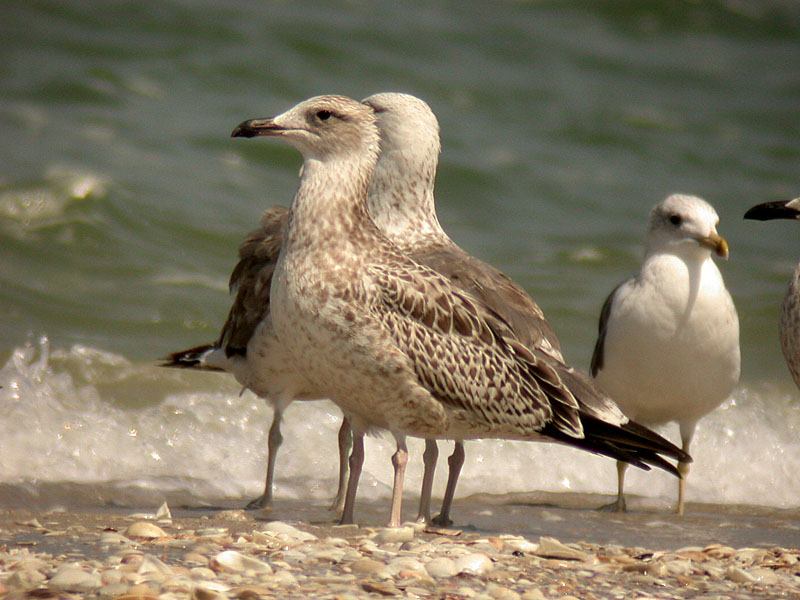 Heuglinn's Gull and Black-tailed Gull