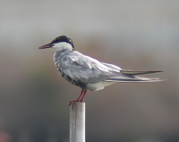 Whiskered Tern