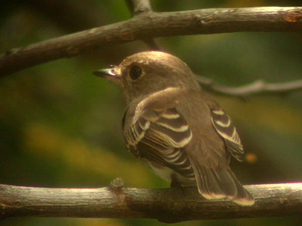 Brown-streaked Flycatcher