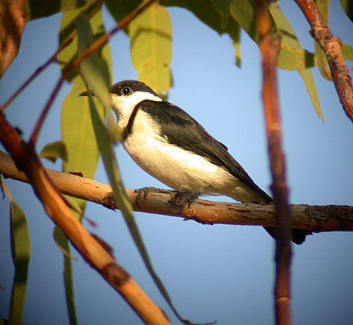 Banded Honeyeater