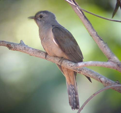 Brush Cuckoo.