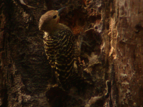 Buff-rumped Woodpecker