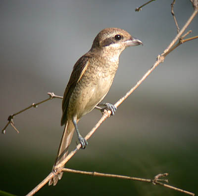 v3/90/590590/1/49480137.BrownShrike3.jpg