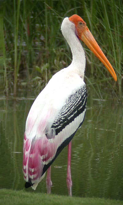 Painted Stork.