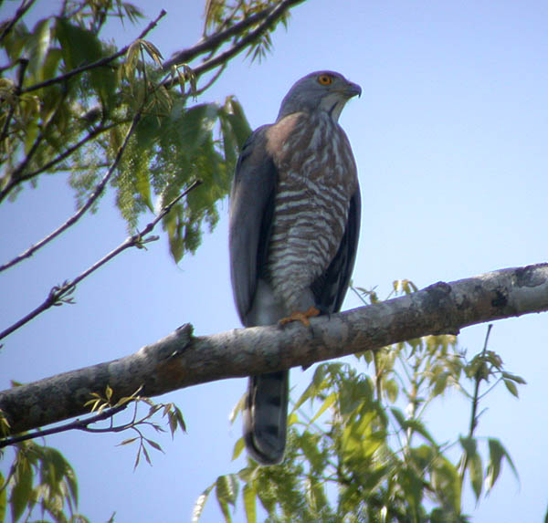 Crested Goshawk