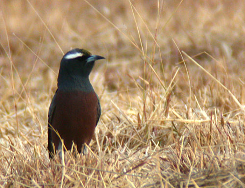 White-browed Wood Swallow