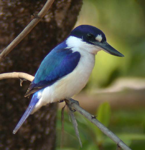 Forest Kingfisher