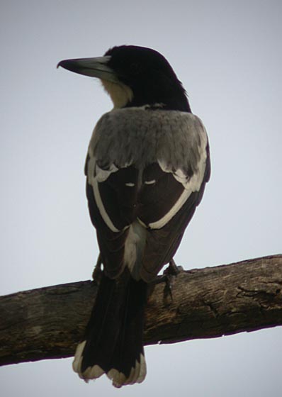 Silver-backed Butcherbird