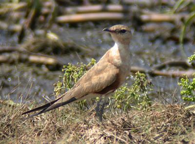 v3/90/590590/3/48267025.AustralianPratincole4.jpg