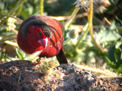 v3/90/590590/3/48267249.CrimsonFinch.jpg