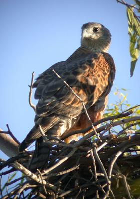 v3/90/590590/3/48267467.RedGoshawk.jpg