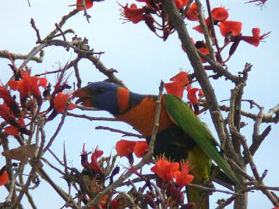 Rainbow Lorikeet a.k.a Red-collared Lorikeet