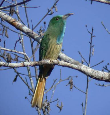 Blue-bearded Bee-eater
