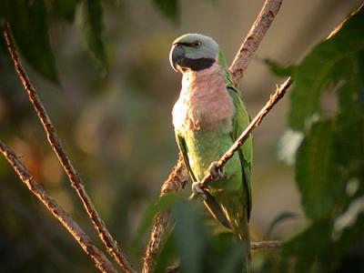 v3/90/590590/3/48268414.RedbrParakeet4.jpg