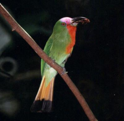 v3/90/590590/3/48268753.RedbeardedBeeeater.jpg
