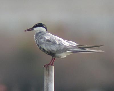 v3/90/590590/3/49187968.whiskeredtern2.jpg