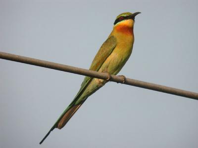 v3/90/590590/3/49199791.BluetailedBeeeater3.jpg