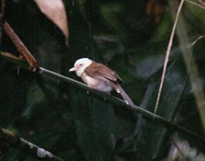 White-hooded Babbler